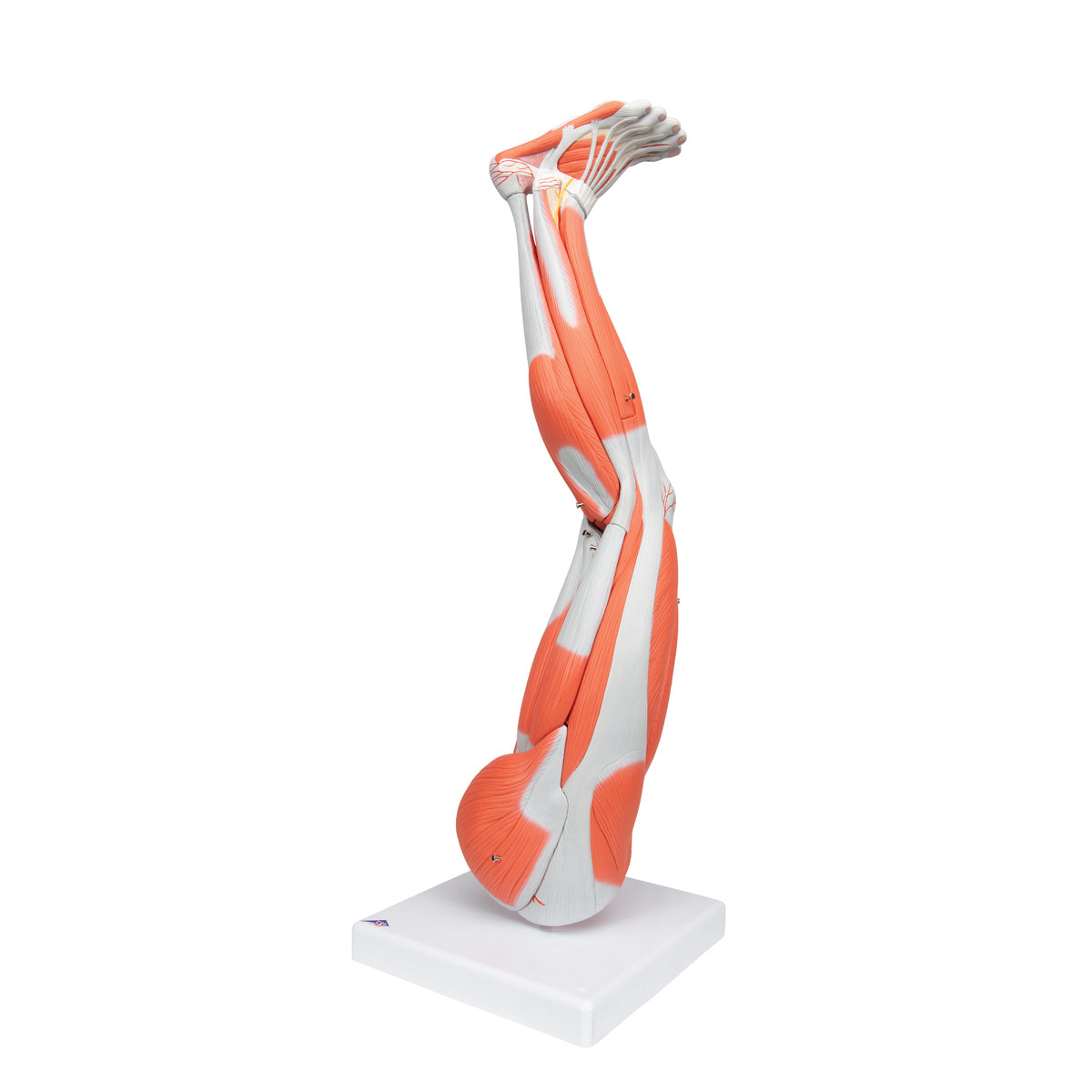 Muscle Leg Model, 3/4 Life-Size, 9 part - 3B Scientific M20, view 6