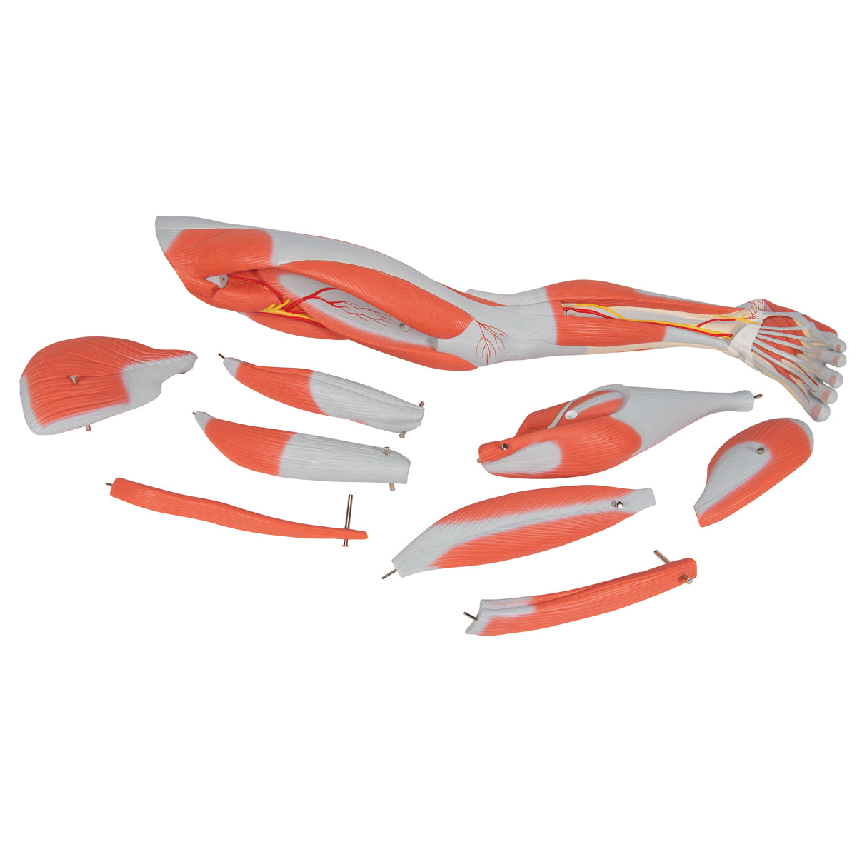 Muscle Leg Model, 3/4 Life-Size, 9 part - 3B Scientific M20, view 7