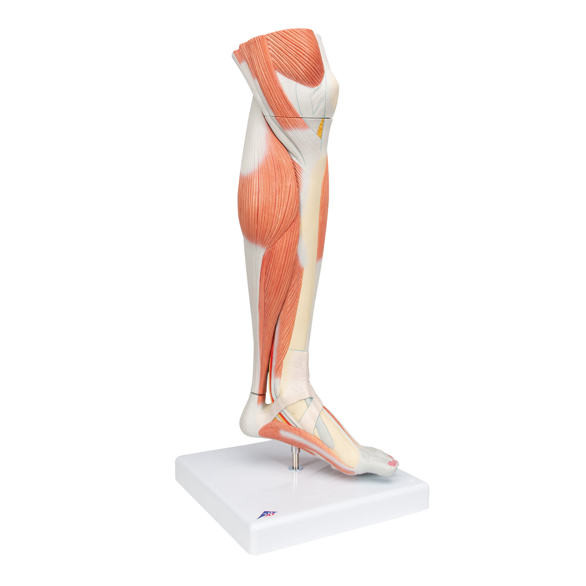 Life-Size Lower Muscle Leg Model with Detachable Knee, 3 part - 3B Scientific M22, view 9