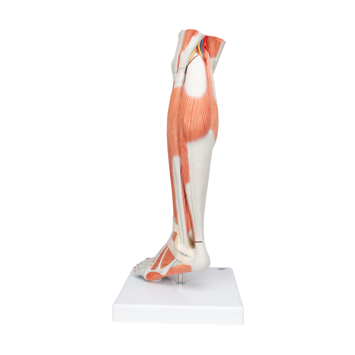 Life-Size Lower Muscle Leg Model with Detachable Knee, 3 part - 3B Scientific M22, view 11