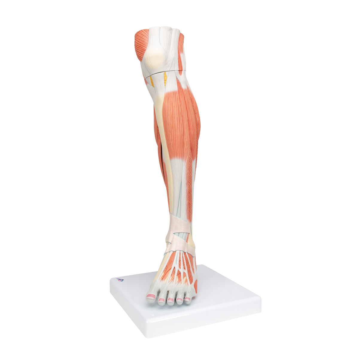 Life-Size Lower Muscle Leg Model with Detachable Knee, 3 part - 3B Scientific M22, view 13