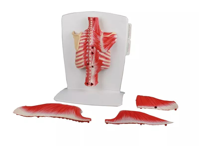 Back Muscle Model, 4-part