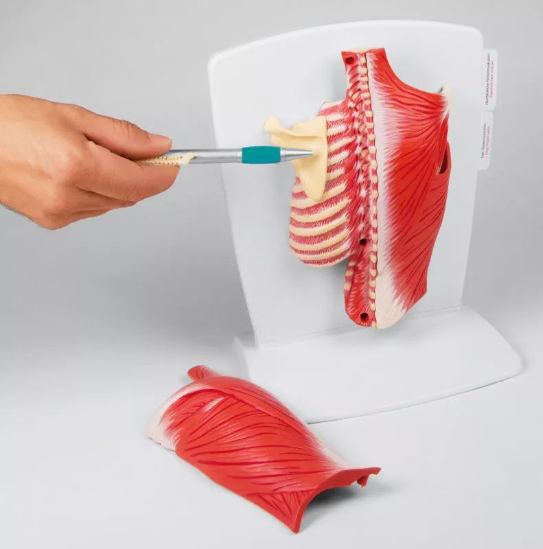 Back Muscle Model, 4-part