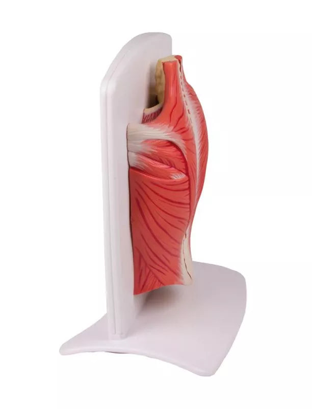Back Muscle Model, 4-part