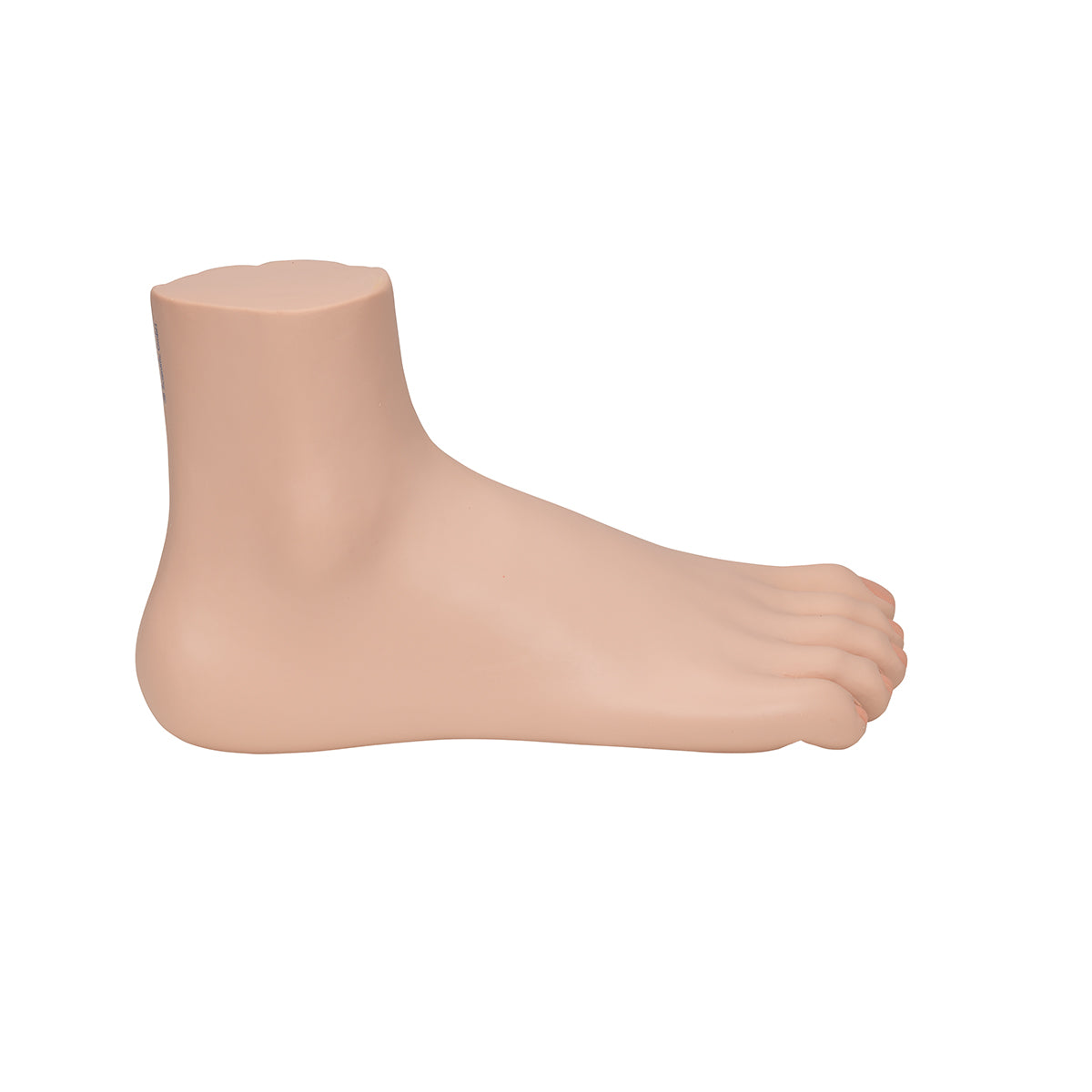 Normal Foot Model - 3B Scientific M30, view 3