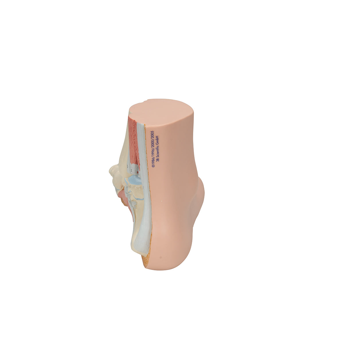 Normal Foot Model - 3B Scientific M30, view 4