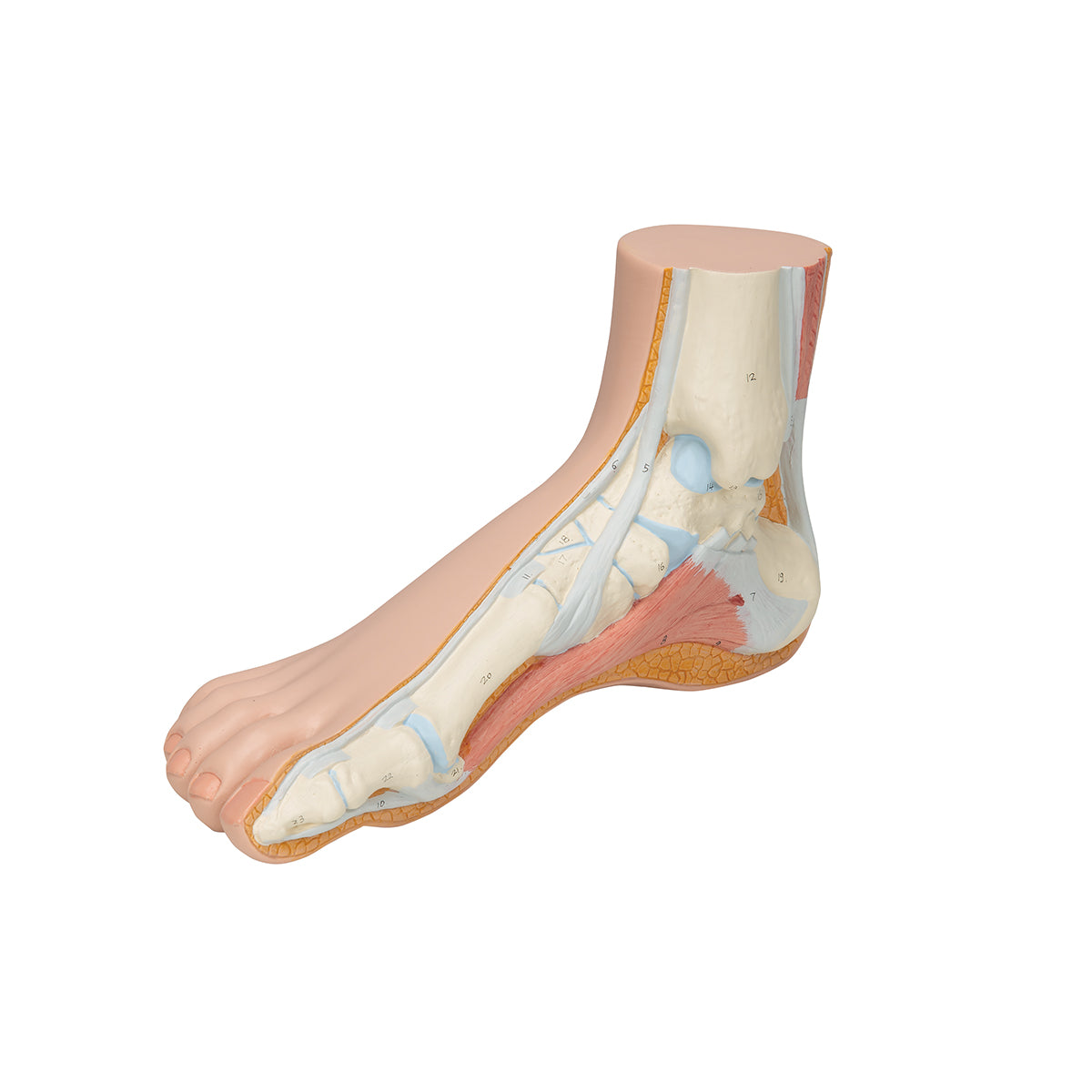 Normal Foot Model - 3B Scientific M30, view 6