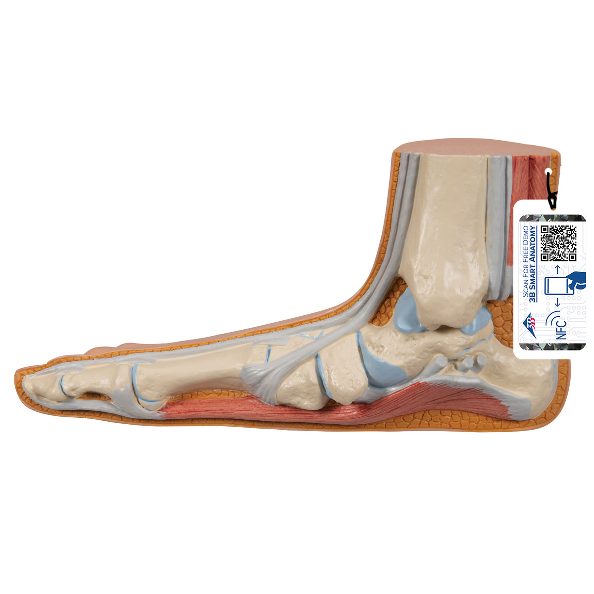 Flat Foot (Pes Planus) Model - 3B Scientific M31, view 8