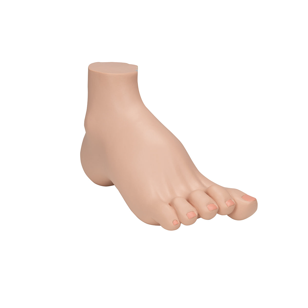 Hollow Foot (Pes Cavus) Model - 3B Scientific M32, view 9