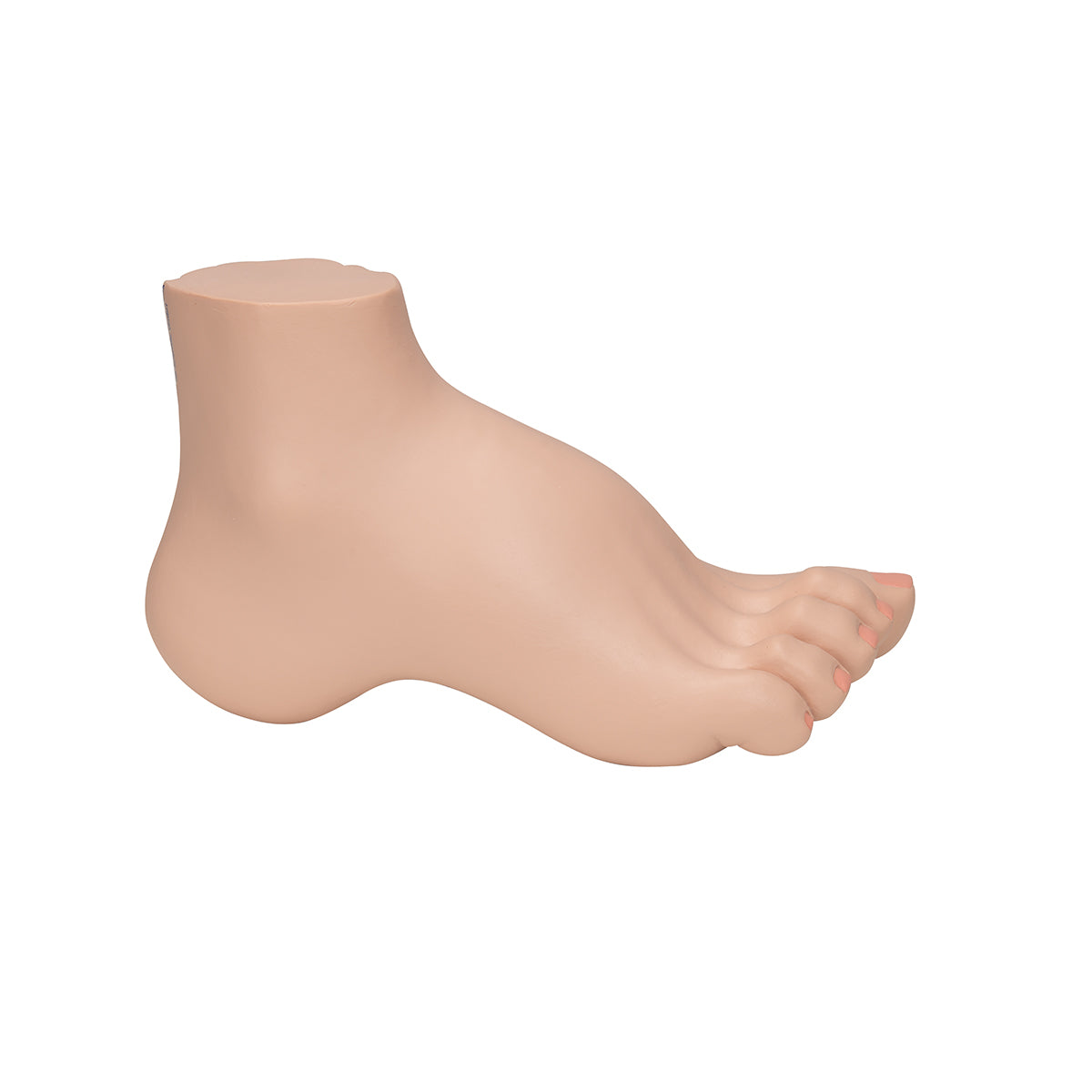Hollow Foot (Pes Cavus) Model - 3B Scientific M32, view 10