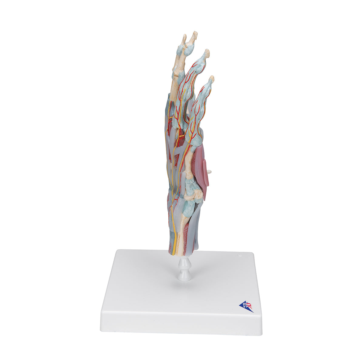 Hand Skeleton Model with Ligaments and Muscles