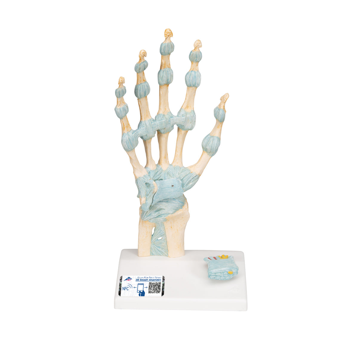 Hand Skeleton Model with Ligaments and Carpal Tunnel, 3-part - 3B Scientific M33, view 8