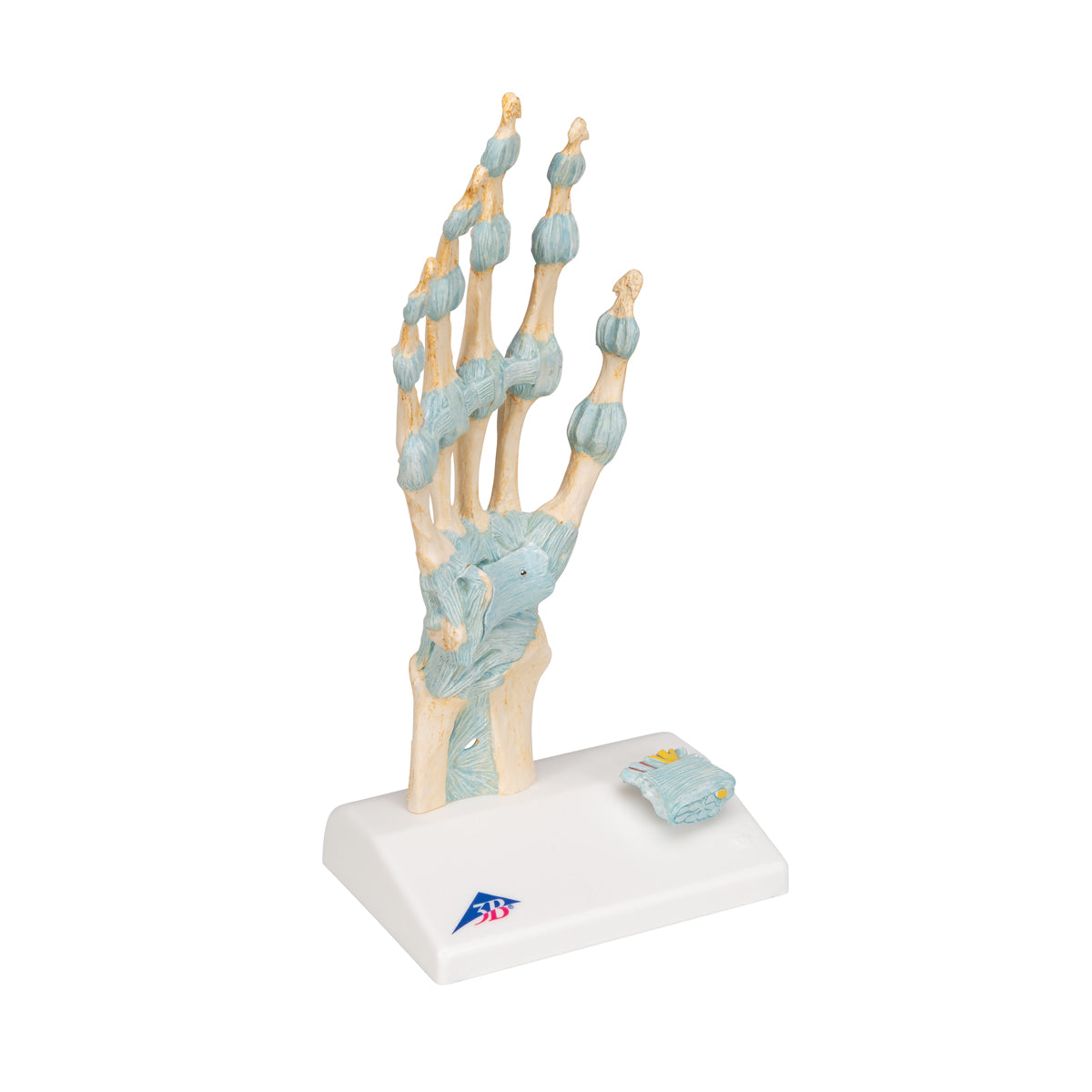 Hand Skeleton Model with Ligaments and Carpal Tunnel, 3-part - 3B Scientific M33, view 9