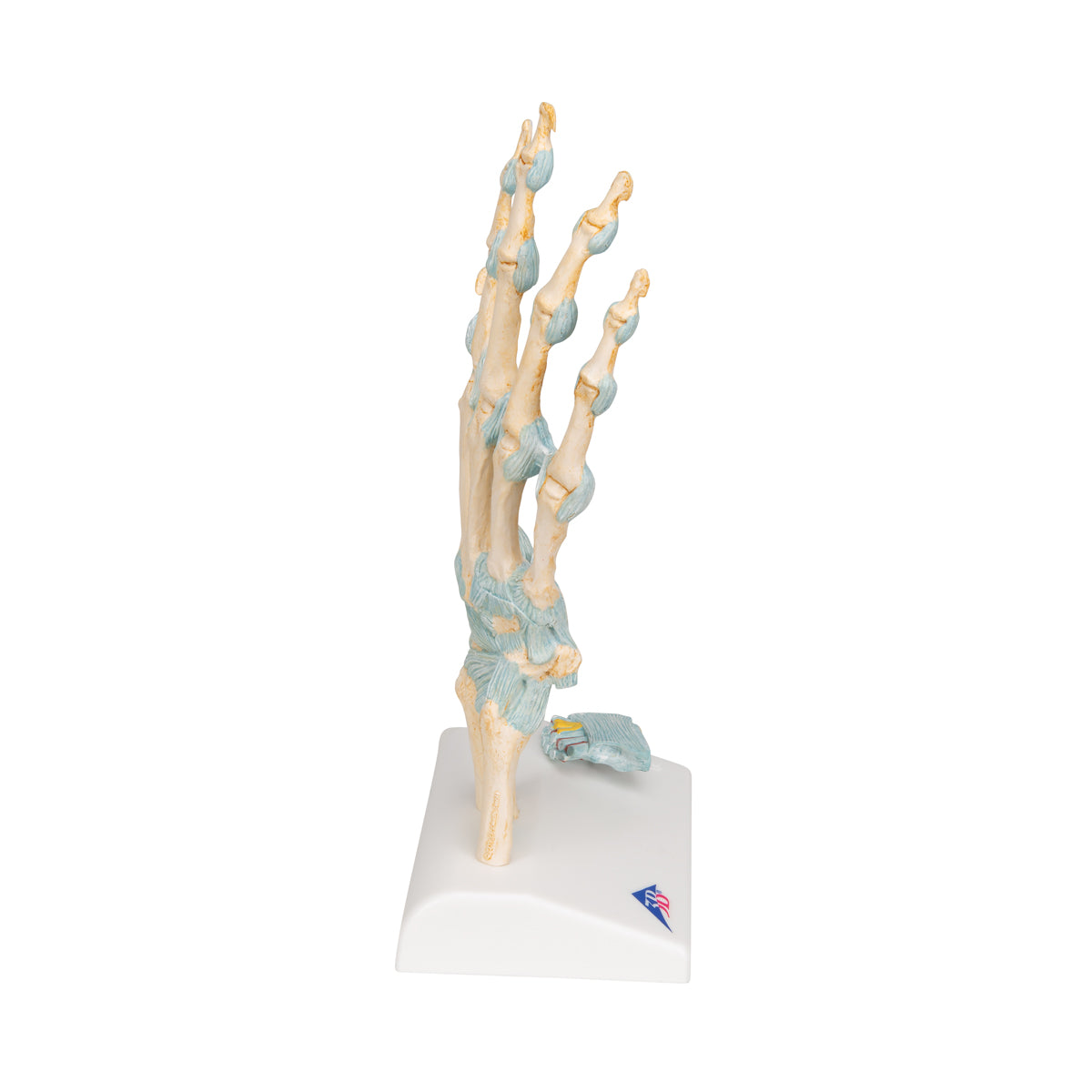 Hand Skeleton Model with Ligaments and Carpal Tunnel, 3-part - 3B Scientific M33, view 10
