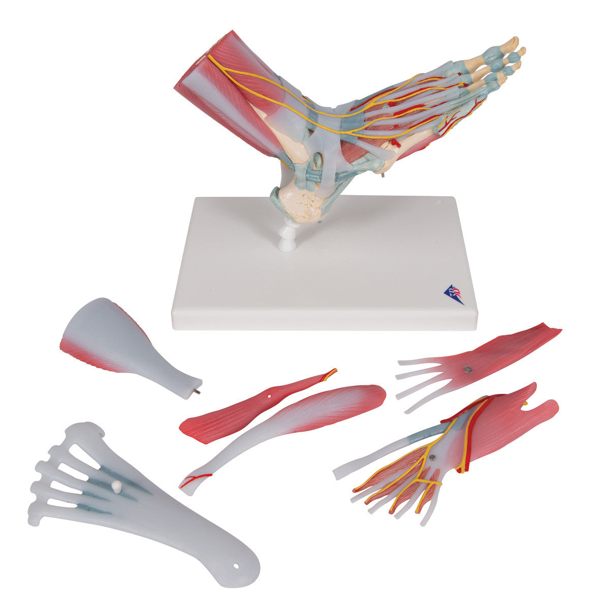 Foot Skeleton with Muscles and Ligaments - dissected