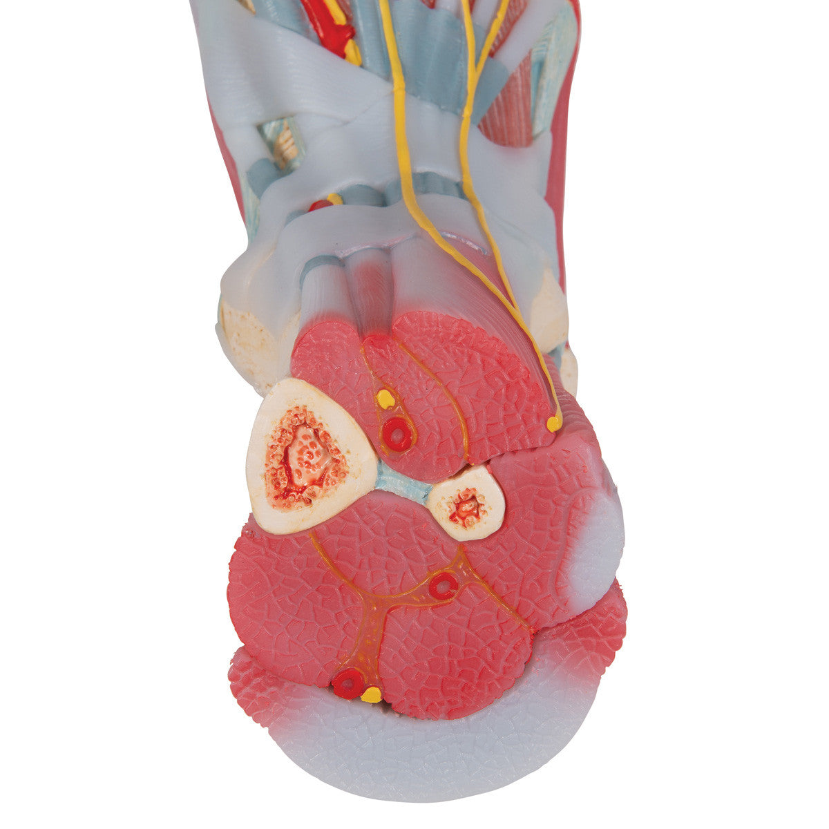 Foot Skeleton with Muscles and Ligaments - superior view