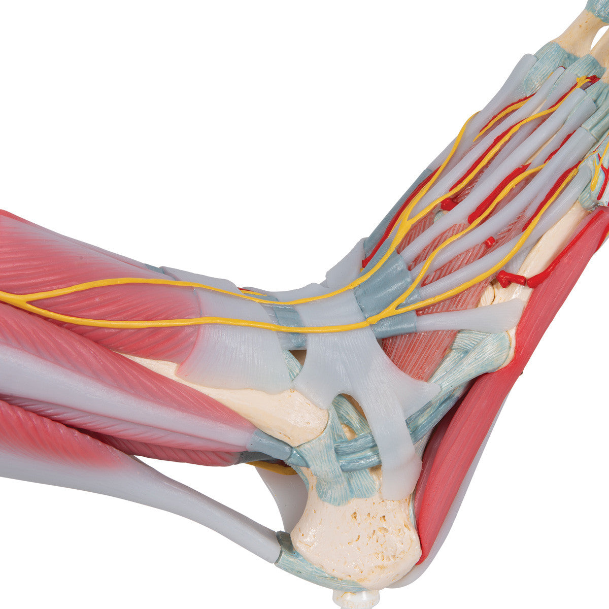 Foot Skeleton with Muscles and Ligaments - ankle detail