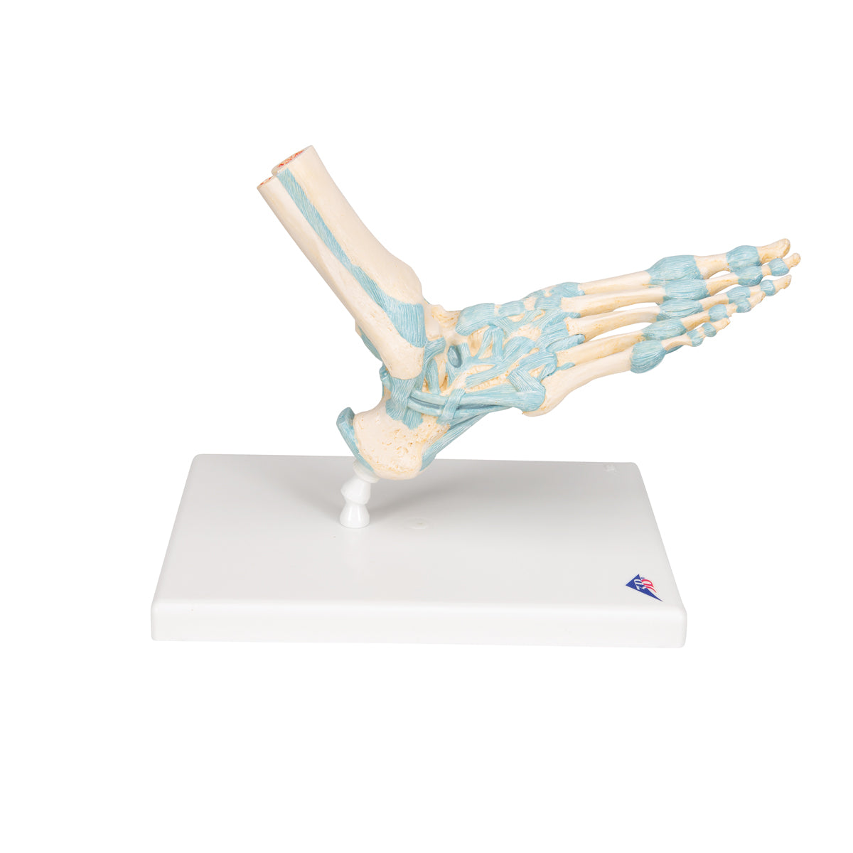 Foot Skeleton Model with Ligaments
