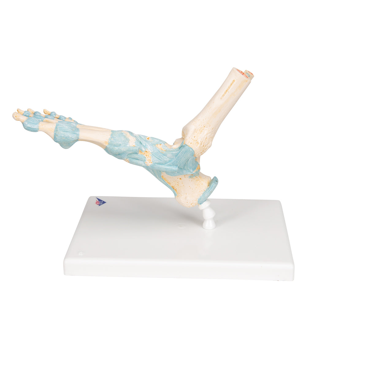 Foot Skeleton Model with Ligaments
