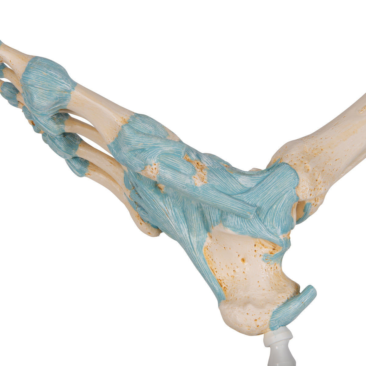 Foot Skeleton Model with Ligaments