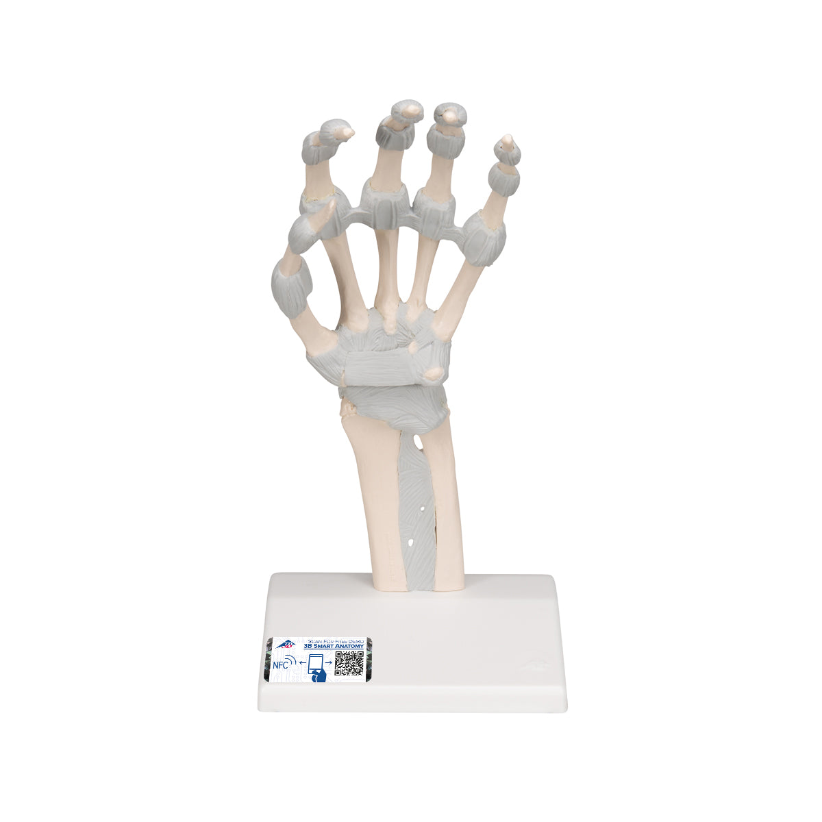 Hand Skeleton Model with Elastic Ligaments