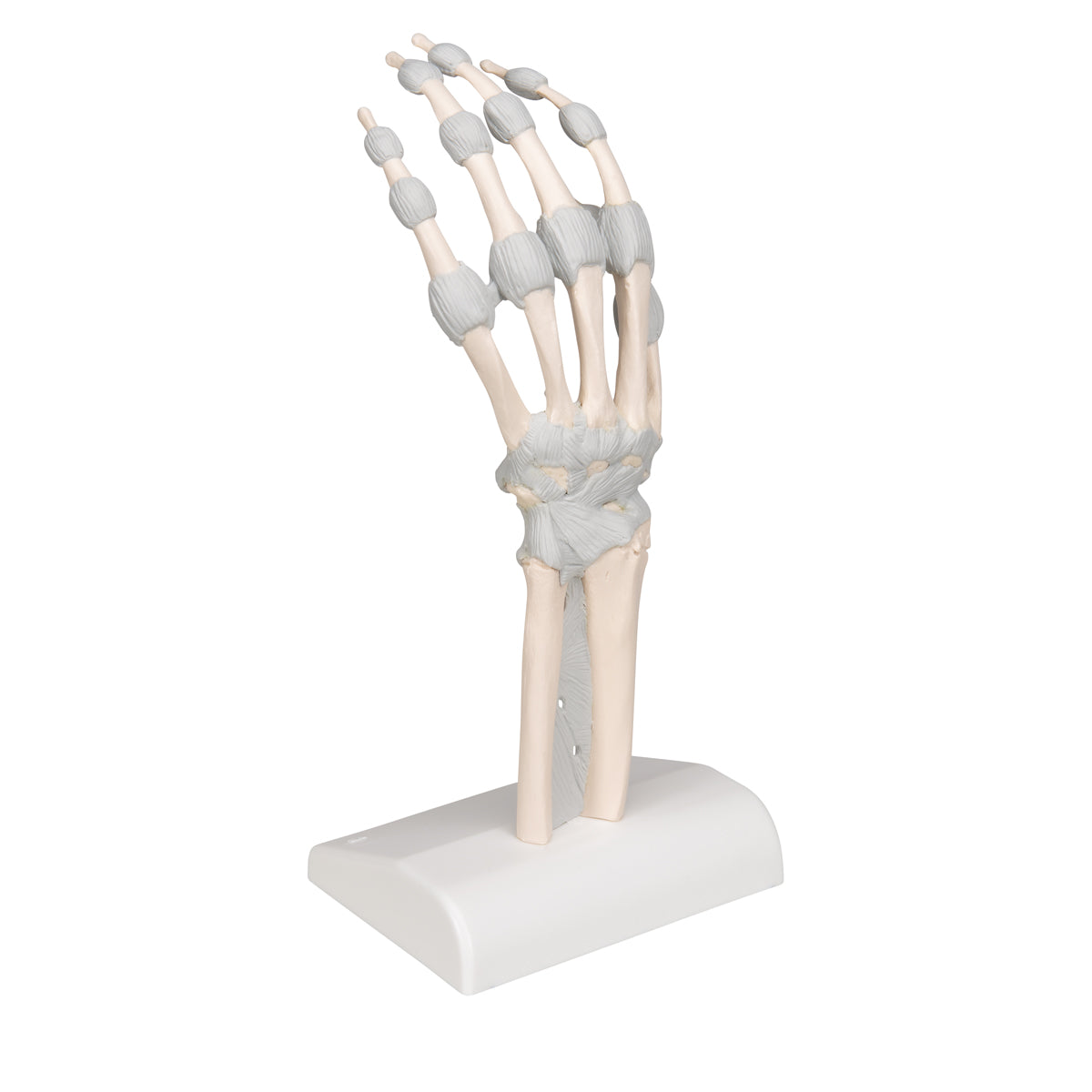 Hand Skeleton Model with Elastic Ligaments