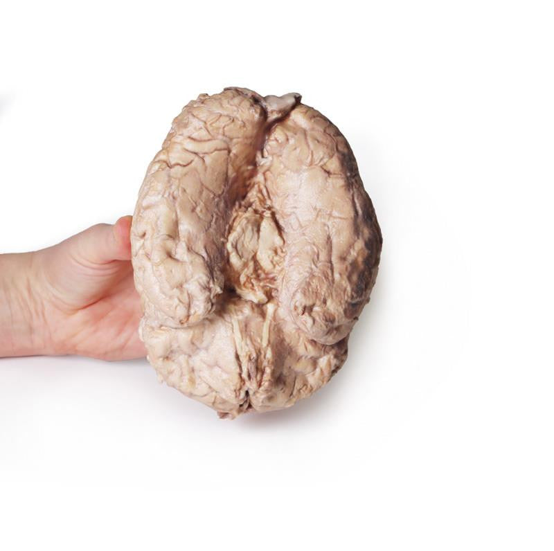 Brain (Cerebrum) 3D Replica MP1103 | Erler-Zimmer | Candent 2