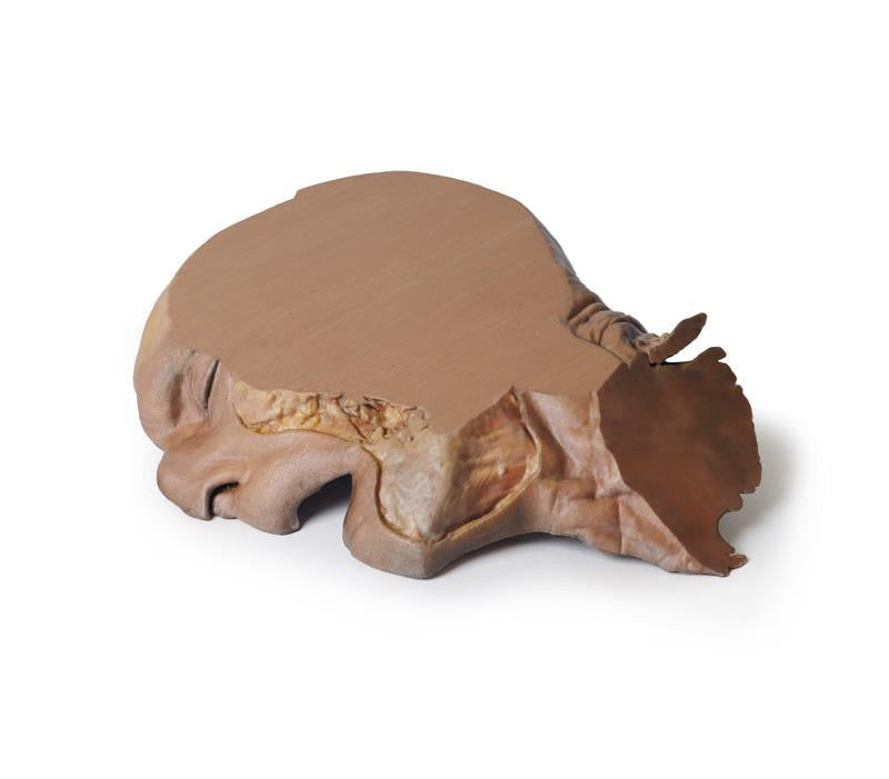 Parasagittal Section of the head and neck 3D Replica MP1107 | Erler-Zimmer | Candent 4