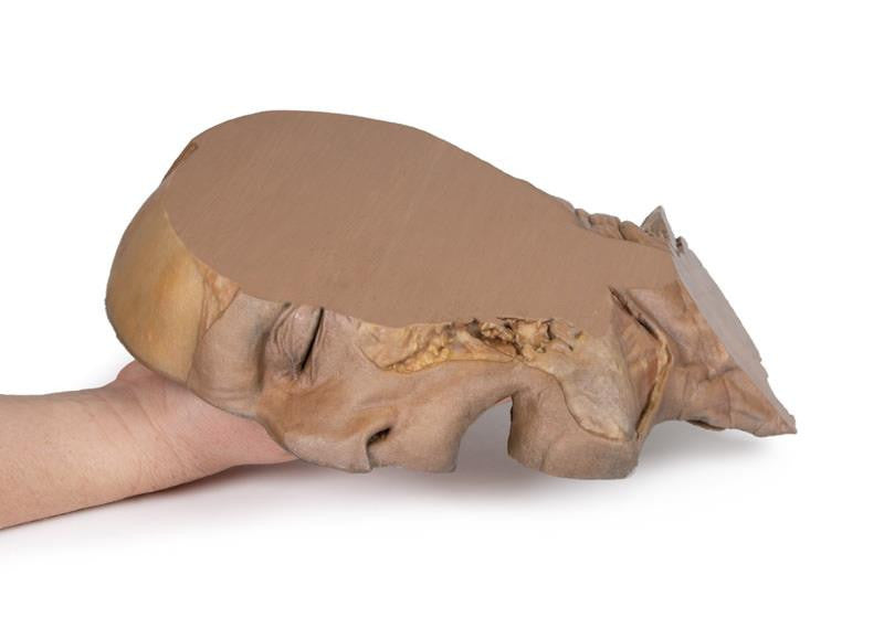 Parasagittal Section of the head and neck 3D Replica MP1107 | Erler-Zimmer | Candent