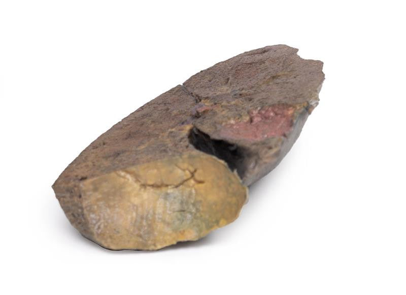 Lung Slab, Hilum removed 3D Replica MP1125 | Erler-Zimmer | Candent 4