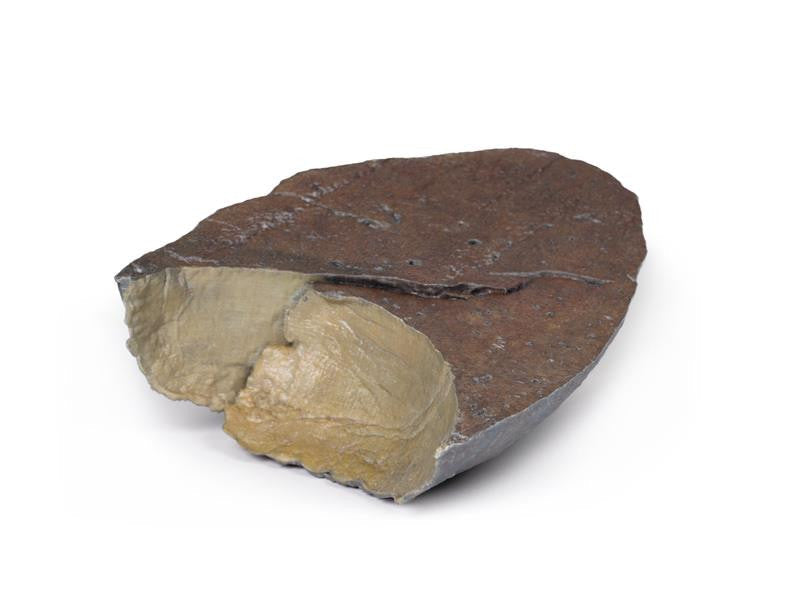 Right lung, hilum removed 3D Replica MP1126 | Erler-Zimmer | Candent 3