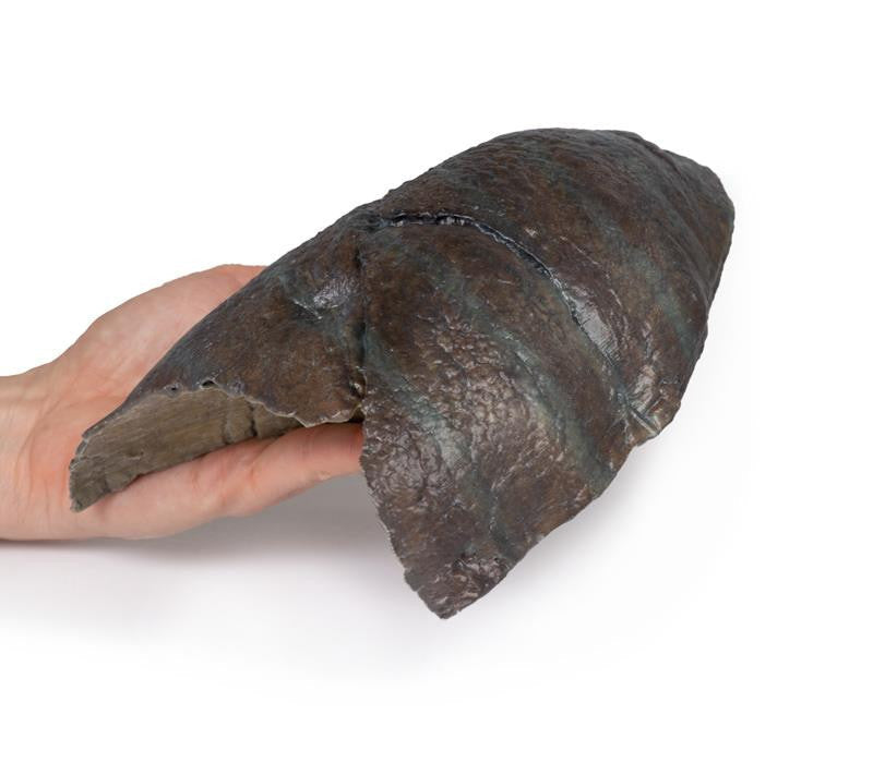 Right lung, hilum removed 3D Replica MP1126 | Erler-Zimmer | Candent 4