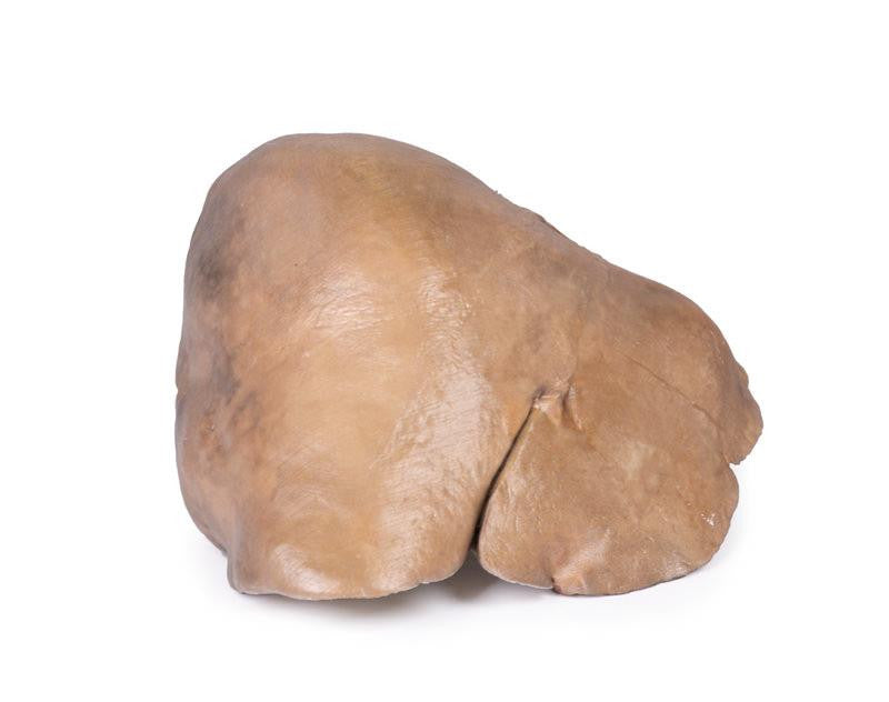 Liver with vessels and gallbladder 3D Replica MP1136 | Erler-Zimmer | Candent 4
