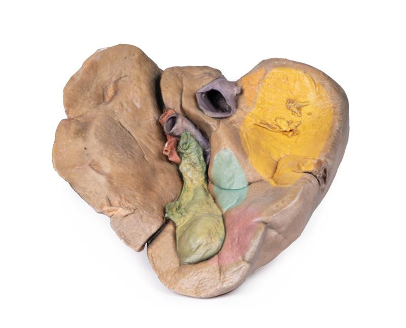 Liver with vessels and gallbladder 3D Replica MP1136 | Erler-Zimmer | Candent 3