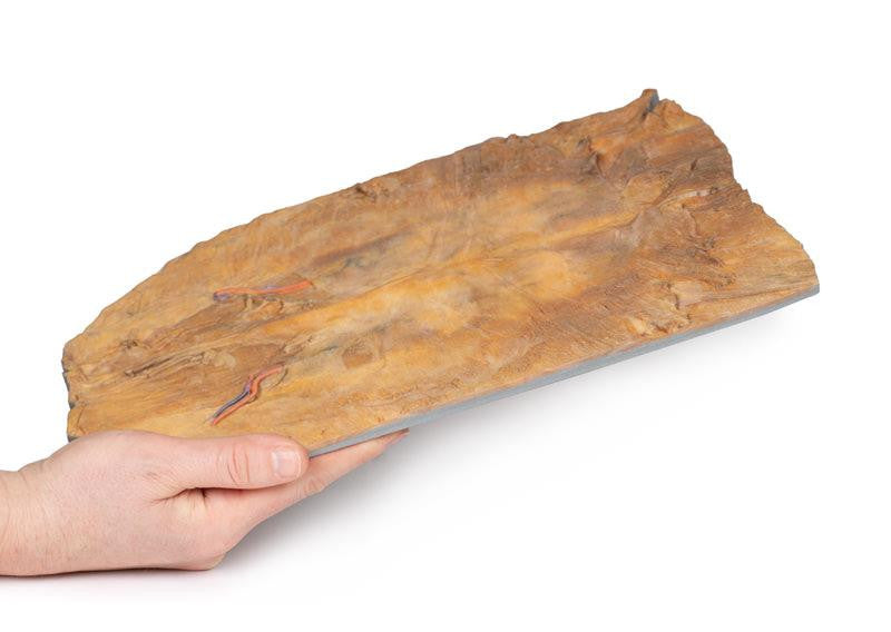 Internal abdominal wall 3D Replica MP1137 | Erler-Zimmer | Candent 4