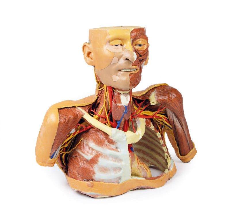 Head Neck Shoulder with Angiosomes - 3D Printed Cadaver