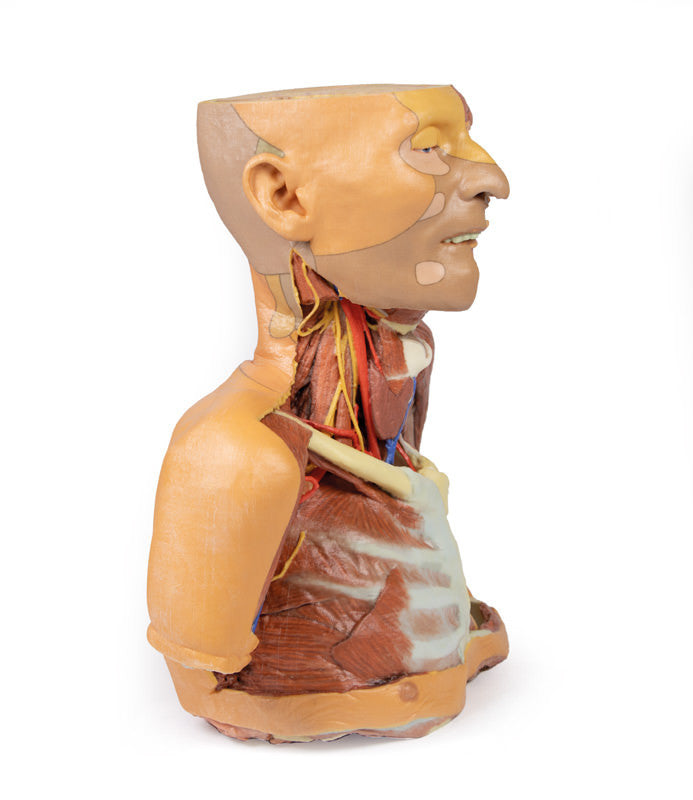 Head Neck Shoulder with Angiosomes - 3D Printed Cadaver