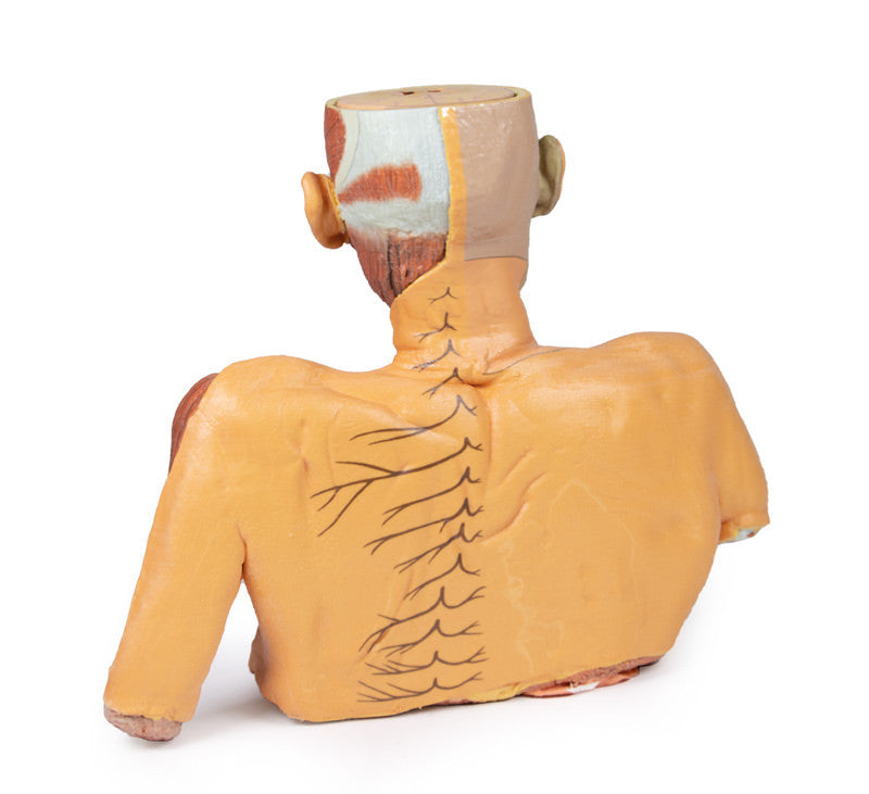 Head Neck Shoulder with Angiosomes - 3D Printed Cadaver