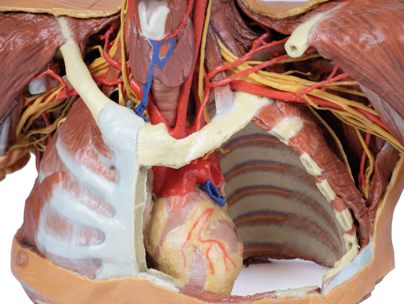 Head Neck Shoulder with Angiosomes - 3D Printed Cadaver