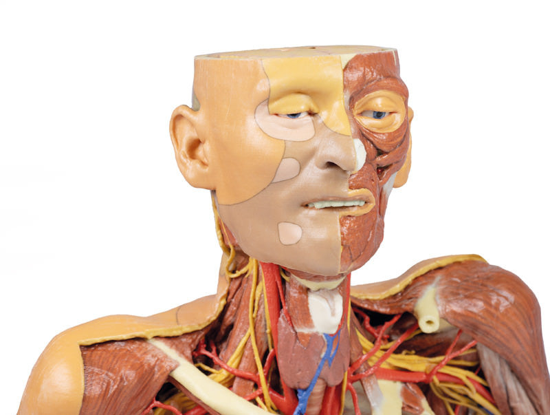 Head Neck Shoulder with Angiosomes - 3D Printed Cadaver