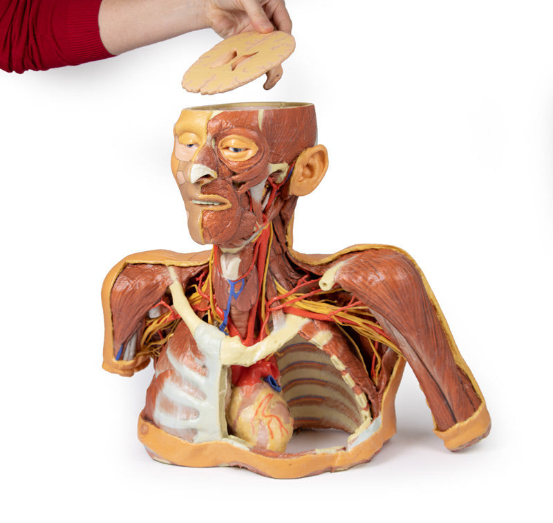 Head Neck Shoulder with Angiosomes - 3D Printed Cadaver