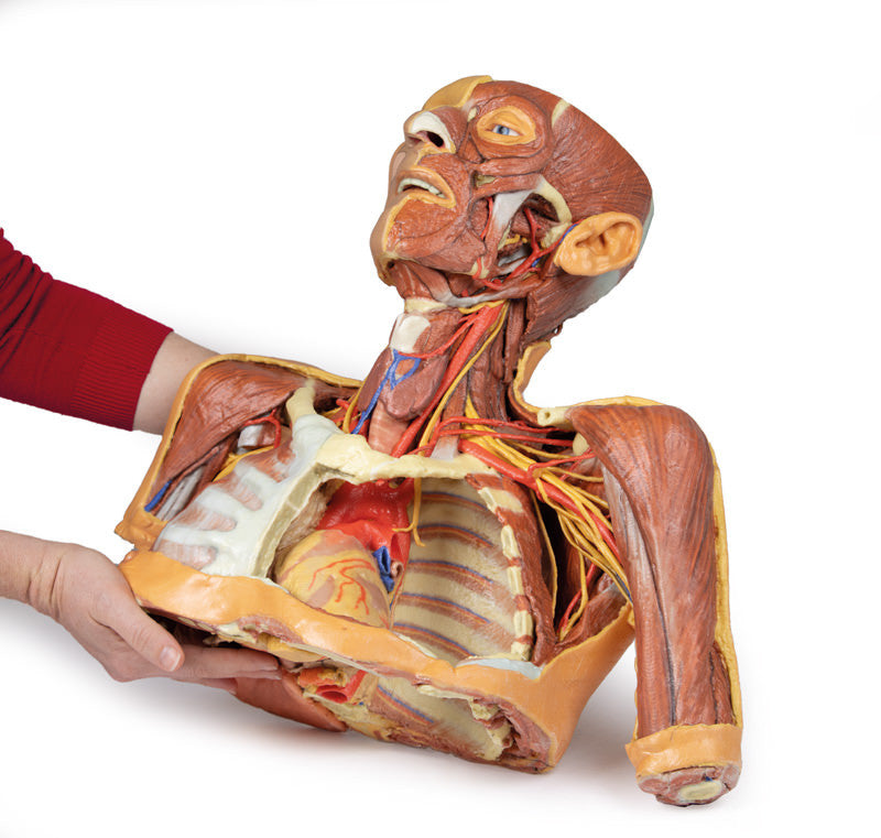 Head Neck Shoulder with Angiosomes - 3D Printed Cadaver