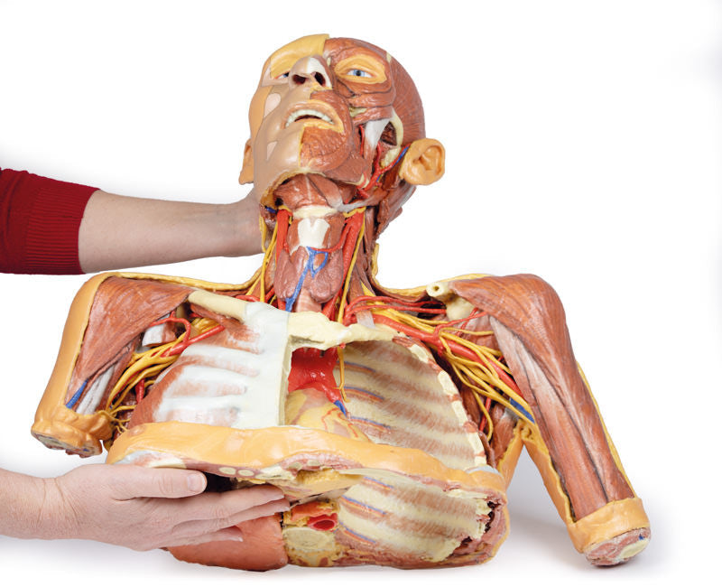 Head Neck Shoulder with Angiosomes - 3D Printed Cadaver