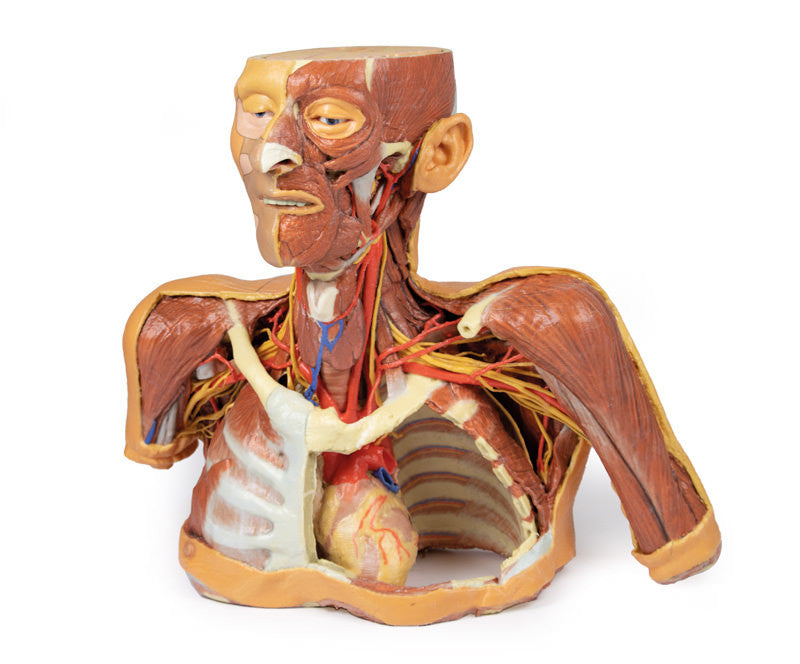 Head Neck Shoulder with Angiosomes - 3D Printed Cadaver