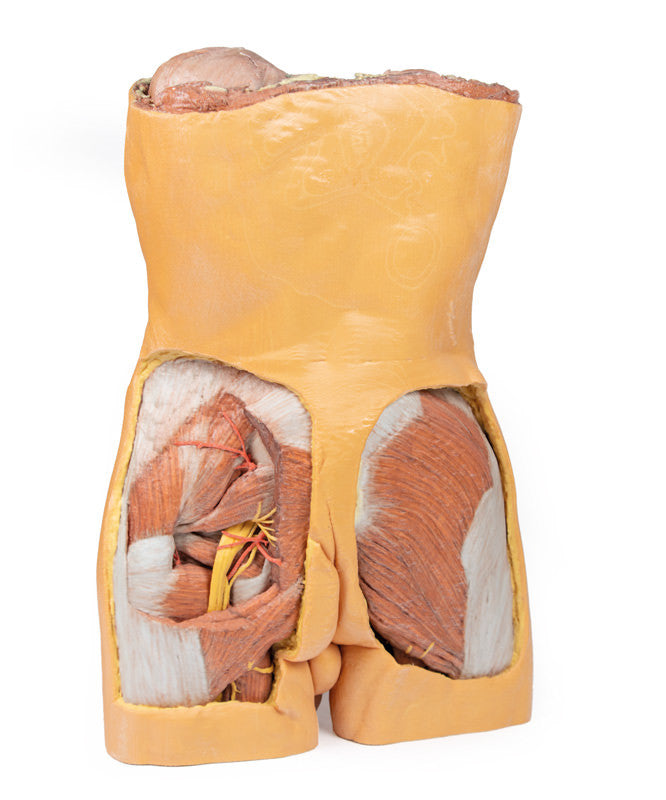 Posterior Abdominal Wall - 3D Printed Cadaver