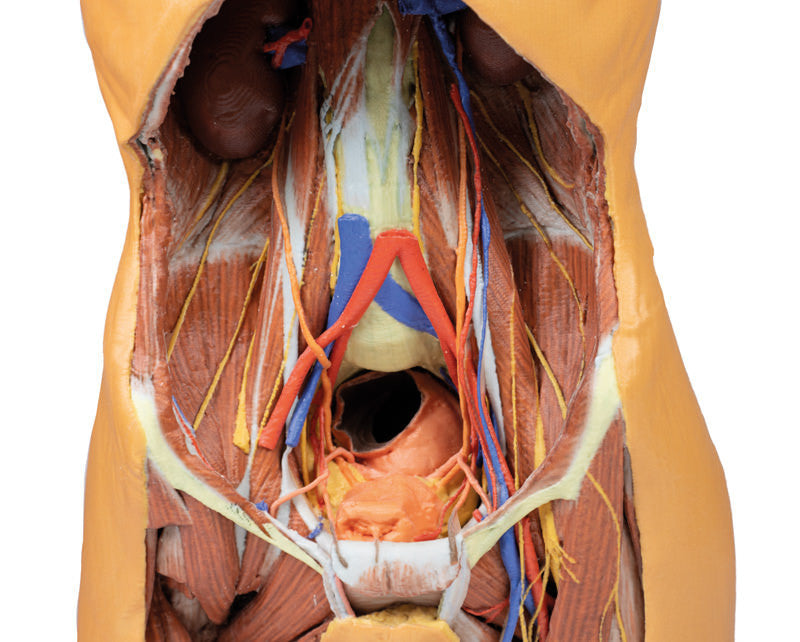 Posterior Abdominal Wall - 3D Printed Cadaver