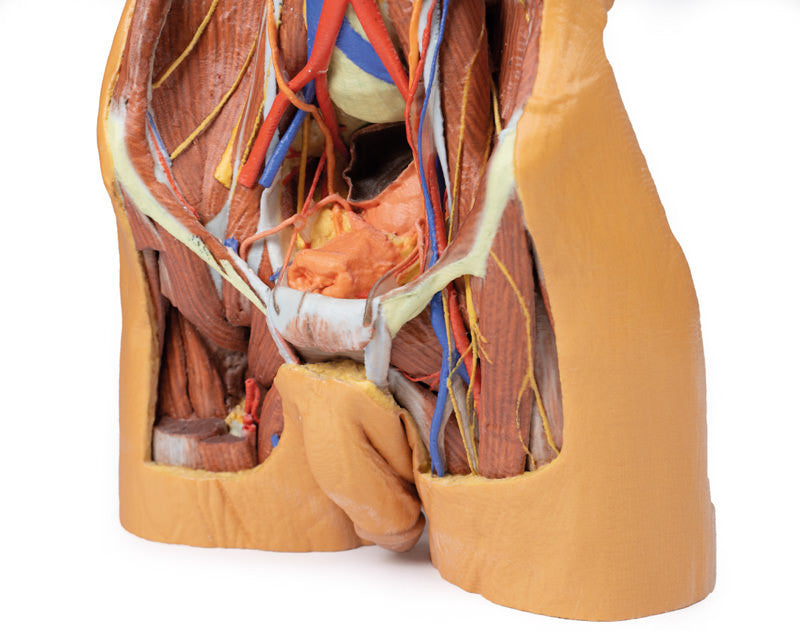 Posterior Abdominal Wall - 3D Printed Cadaver
