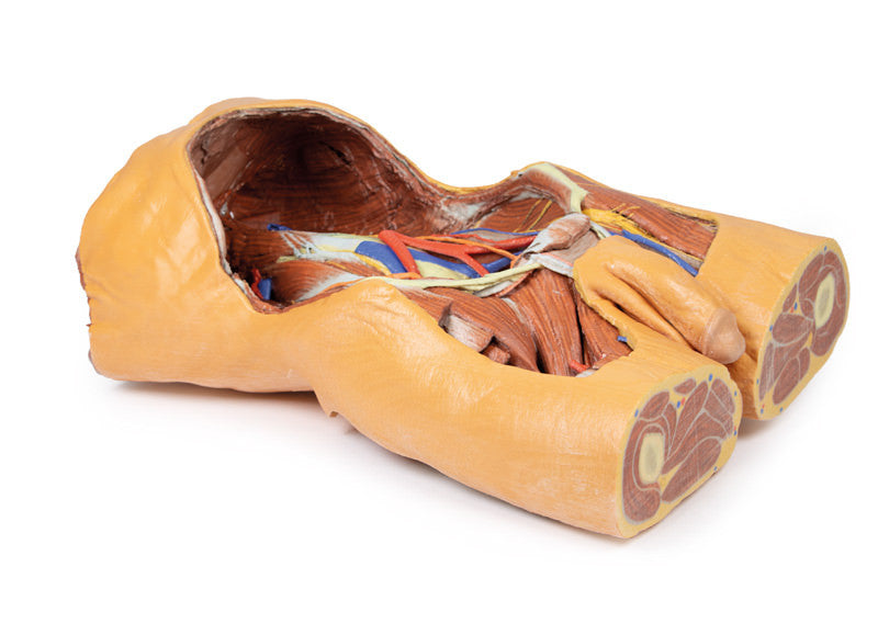 Posterior Abdominal Wall - 3D Printed Cadaver