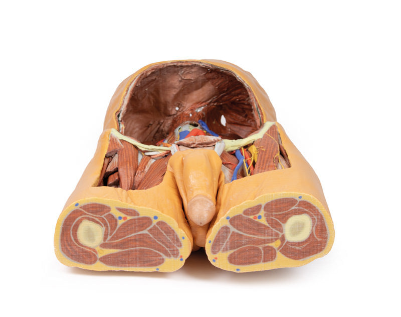 Posterior Abdominal Wall - 3D Printed Cadaver