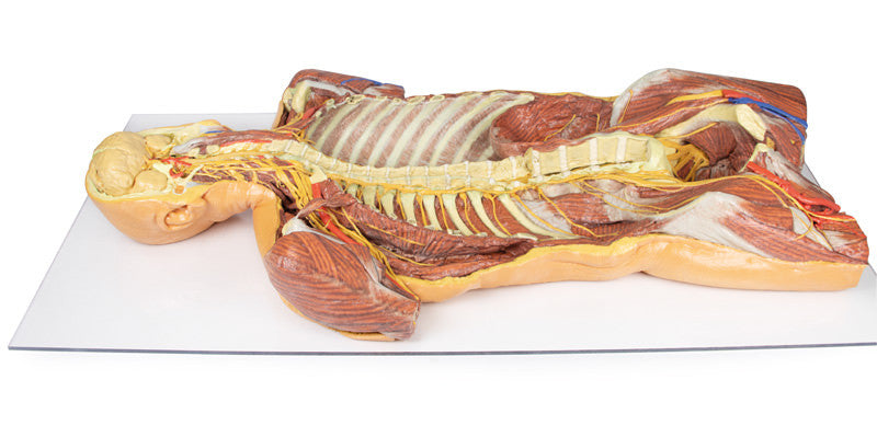 Posterior Body Wall / Ventral Deep Dissection - 3D Printed Cadaver